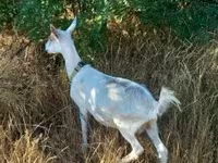Cabra, Saanen goat — foto 1