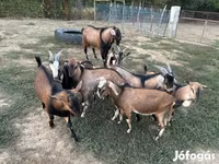 Cabro, Cabras — foto 1