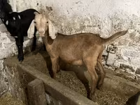 Козел, Nubian Goat — фото 2