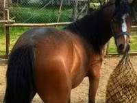 Caballo, Caballos — foto 2