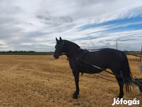 母马, Horses — 照片 3
