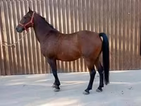 公马, Lipizzaner — 照片 1
