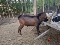Keçi, Nubian Goat — foto 2