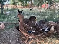 Ducks — fotografija 2