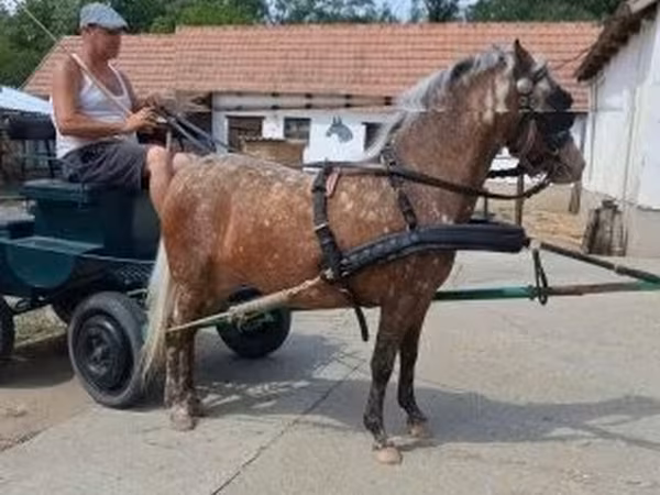 Madyan, Berber horse
