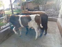 雄牛, Swiss cattle — 写真 3