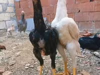 Chickens — fotografija 3