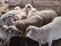 Oveja, Ovejas — foto 2