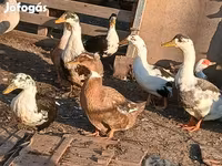 Ducks — foto 3