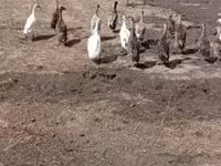 Ducks — foto 3