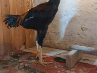 Chickens — fotografija 4