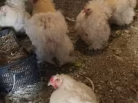Chickens — الصورة 4