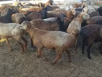 Ovan, Edilbay sheep — fotografija 2