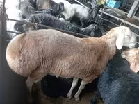 Ram, Sheep — photo 1