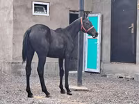 Pastuv, Thoroughbred horse — fotografija 1