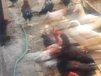 Chickens — Foto 3