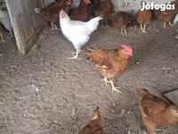Chickens — الصورة 5