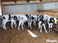 雄牛, Russian Black pied cattle — 写真 3