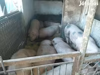 猪（批次，未指定性别）, Pigs — 照片 7