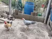 Chickens — photo 4