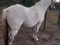 雌馬, Falabella — 写真 2