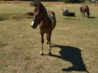 Horse (M), Horses — photo 2