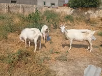 Koza, Saanen goat — fotografija 6