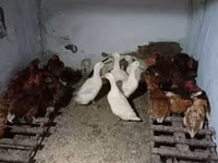 Chickens — fotografija 2