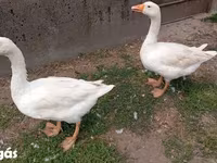 إمدن — الصورة 6