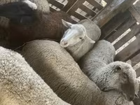 भेड़, Blackheaded Persian sheep — फ़ोटो 2