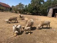 Brebis, Moutons — photo 1