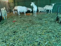 Koza, Pomellata goat — fotografija 6