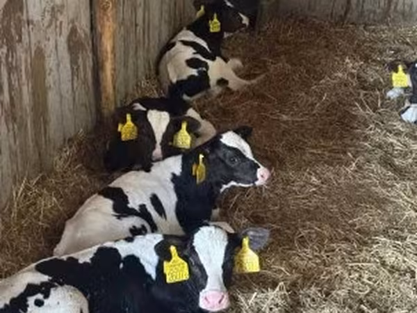 公牛, Russian Black pied cattle