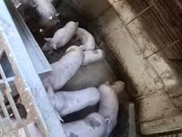 सूअर (लॉट, लिंग निर्दिष्ट नहीं), सूअर — फ़ोटो 4