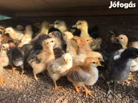 Chickens — الصورة 3