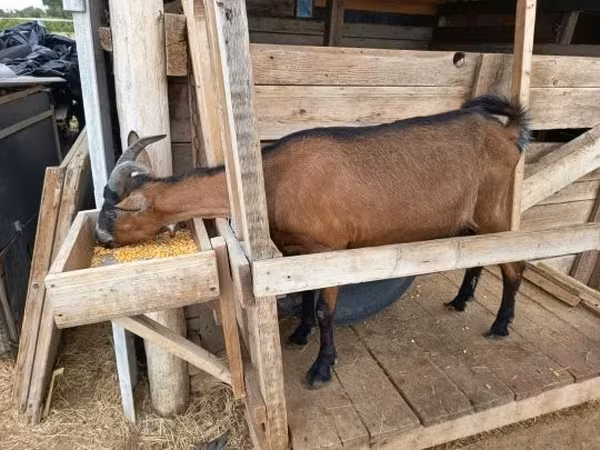 Dişi keçi, Alpine goat