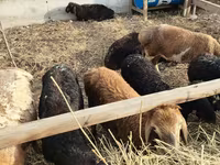 Sheep, Sheep — photo 4