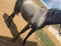 Caballo, Caballos — foto 3