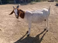 बकरी, Boer goat — फ़ोटो 4
