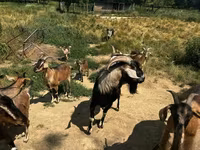 Cabras (lote, sexo não especificado), Cabras — foto 3