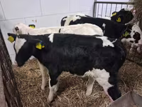 Byk, Russian Black pied cattle — zdjęcie 6