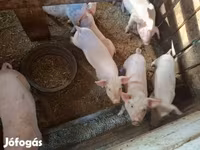 मादा सूअर, सूअर — फ़ोटो 3