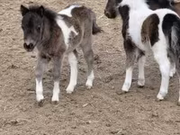 公马, Shetland Pony — 照片 6