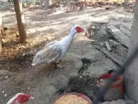 Ducks — الصورة 4