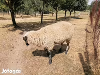 Ovca, White Suffolk sheep — fotografija 8