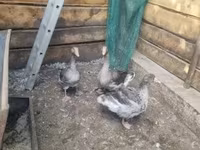 Geese — fotografija 2