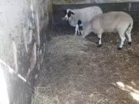 公羊, Dorper sheep — 照片 4