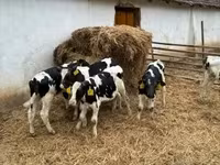 Bull, Holstein breed — photo 3