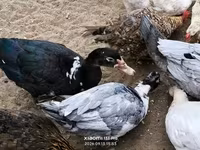 Ducks — Foto 3