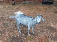 Koza, Nubian Goat — zdjęcie 7